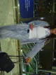 Imagem adicional 1 do item Conjunto Listado Larissa - Cloude
