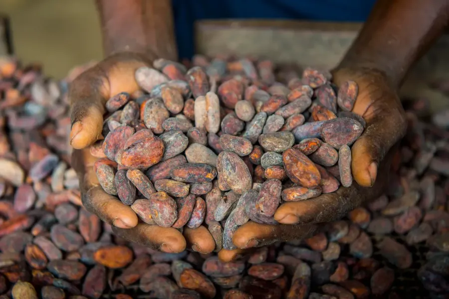 Imagem Woman-holding-cocoa-beans-in-her-hands