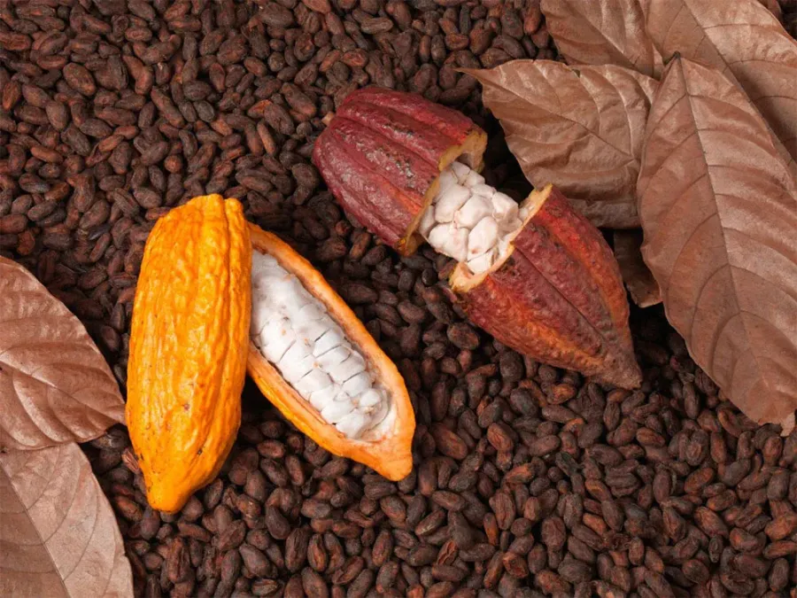 Imagem cocoa-pod-1