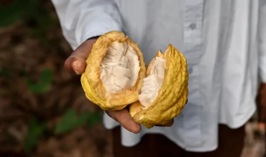 Imagem cacao-em-po-calorias