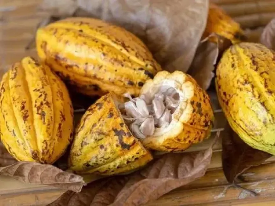 Imagem cacau-em-fava-natural-jpg