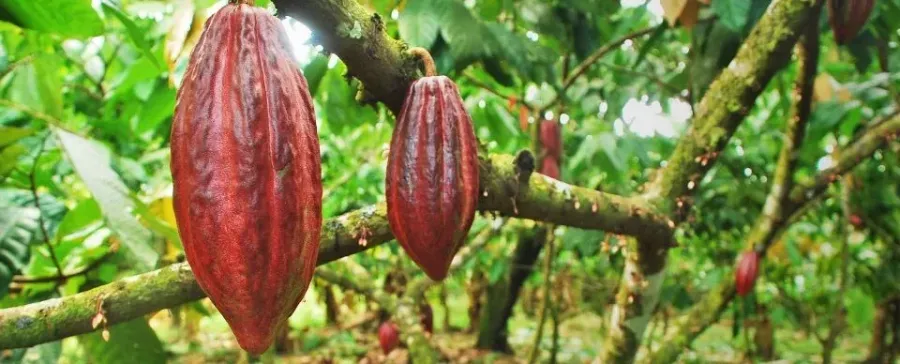 Imagem cacau-em-frutos-plantacao