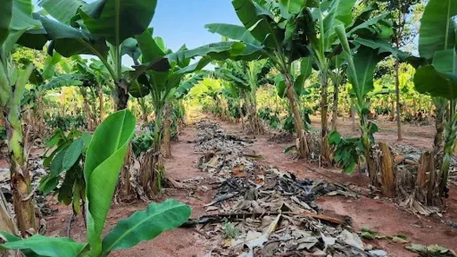 Imagem plantacao-de-bananais-campo-agricola
