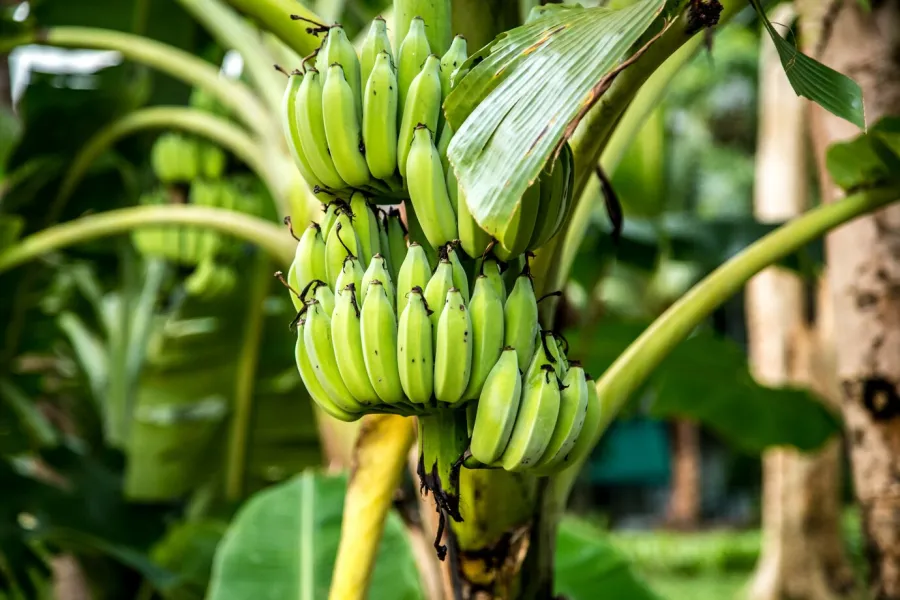 Imagem plantação-de-banana