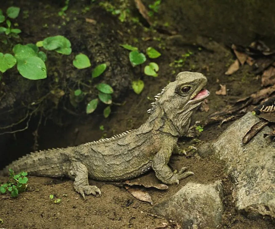 Imagem tuatara-lagarto