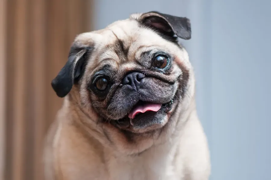 Imagem Pug-dog