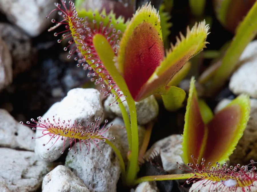 Imagem como-funcionam-planta