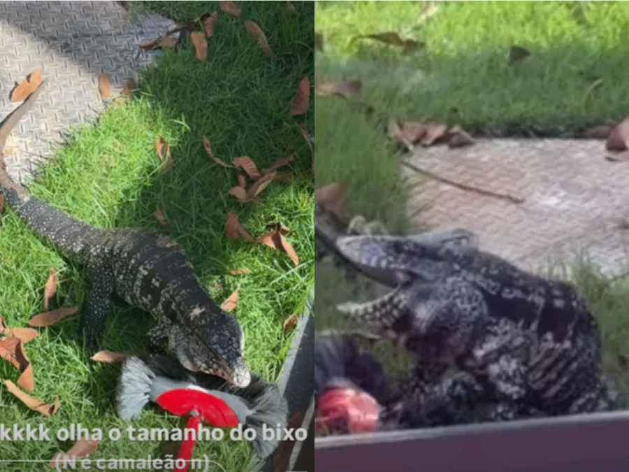 Imagem lagarto-virginia
