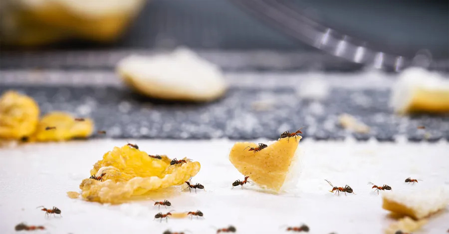 As formigas são atraídas principalmente por alimentos e ambientes que facilitam a sobrevivência delas, como: açúcar, gordura, migalhas e umidade. Reprodução: Internet