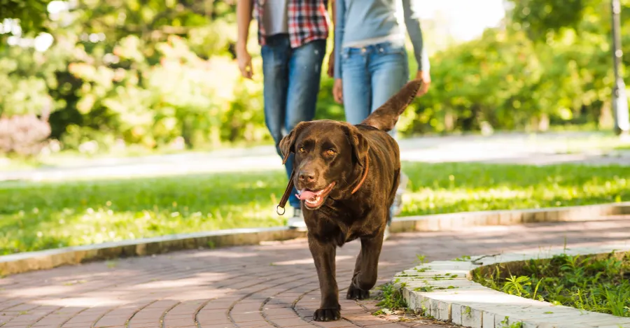 Pequenas atitudes na rotina fazem toda a diferença para um pet mais feliz e um lar mais tranquilo. Reprodução: Internet